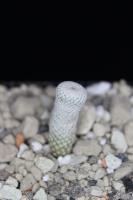 Epithelantha bokei f. VM 792.jpg